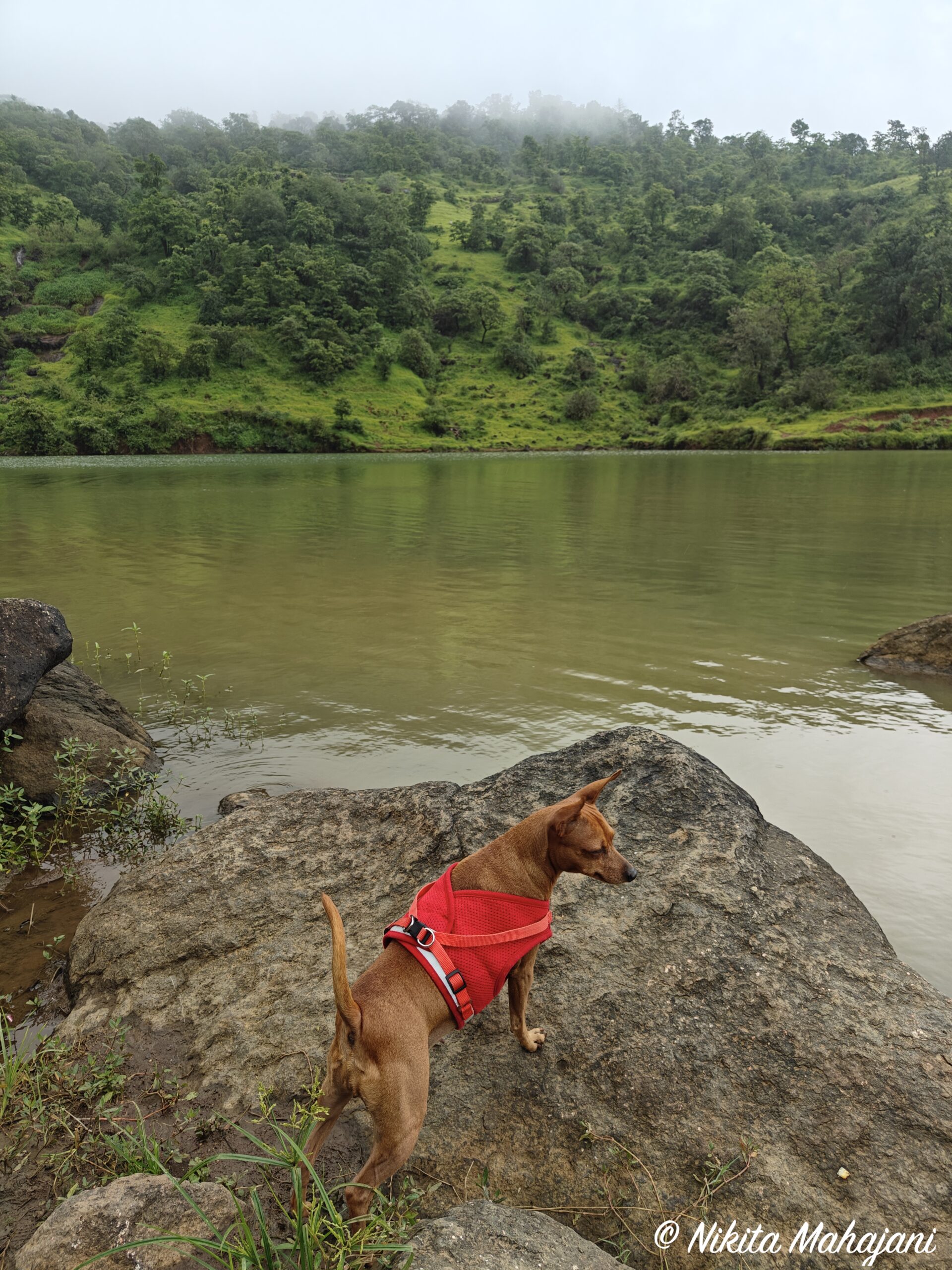 Bhavli waterfall, Igatpuri.
