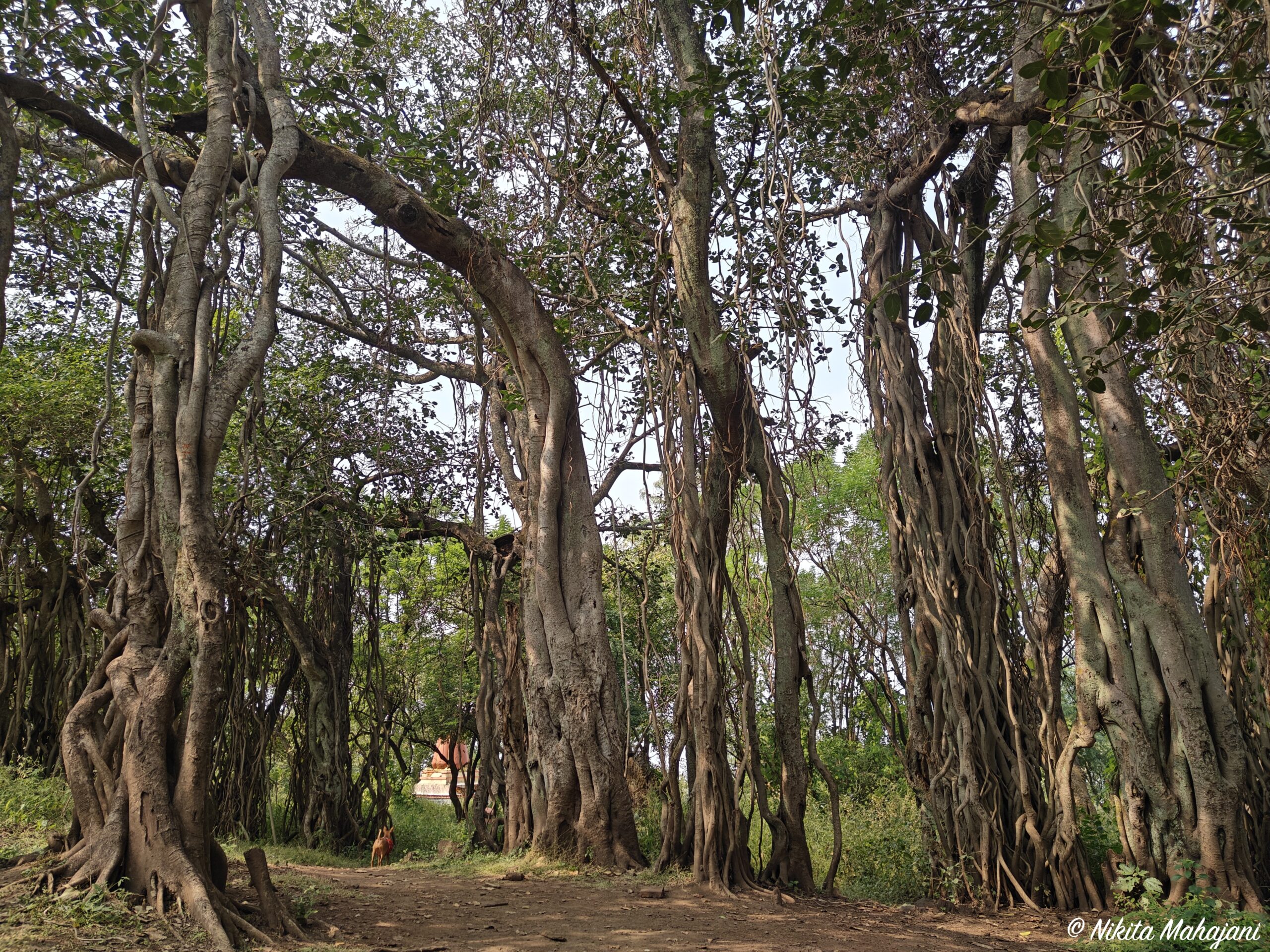 Ajinkyatara , Satara.