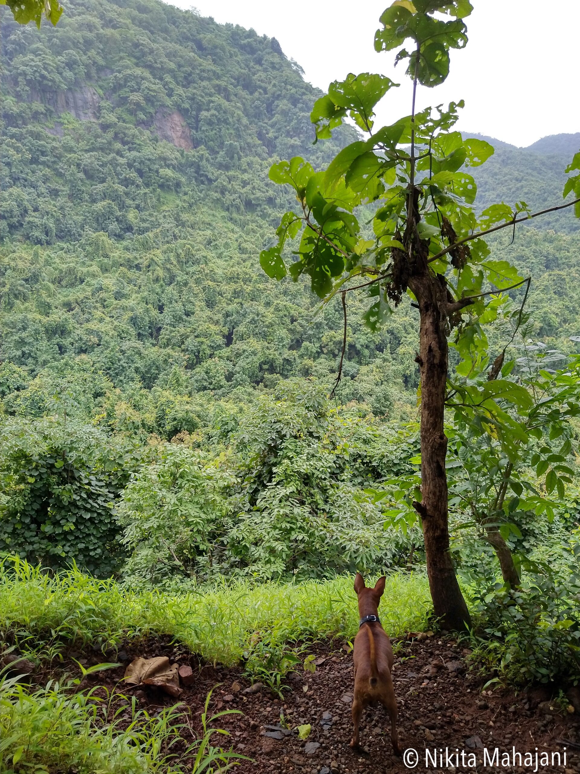 Siddheshwar Waterfall