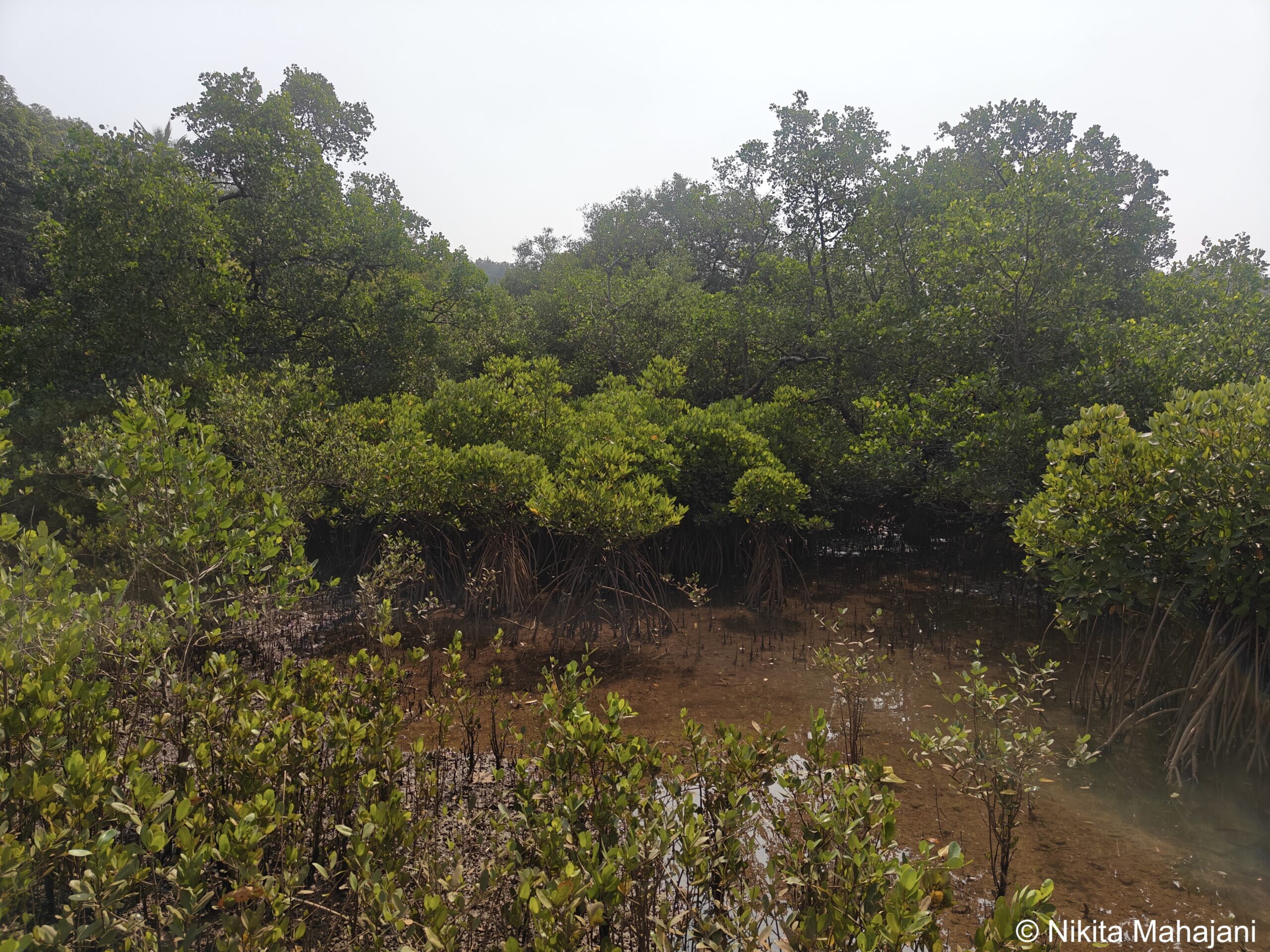 Mangrooves at Kolambe village, Ratnagiri