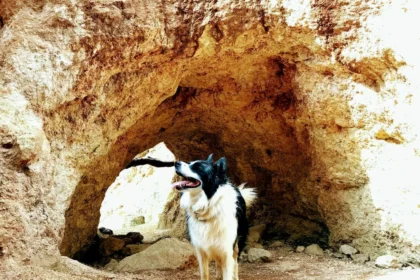 pet friendly cave pune