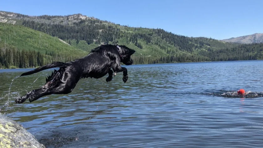 pet friendly swimming dams in pune