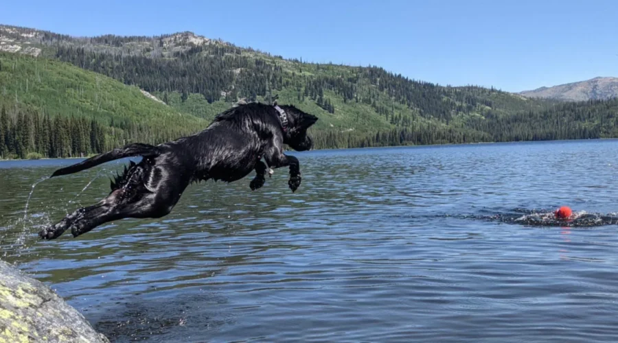 pet friendly swimming dams in pune