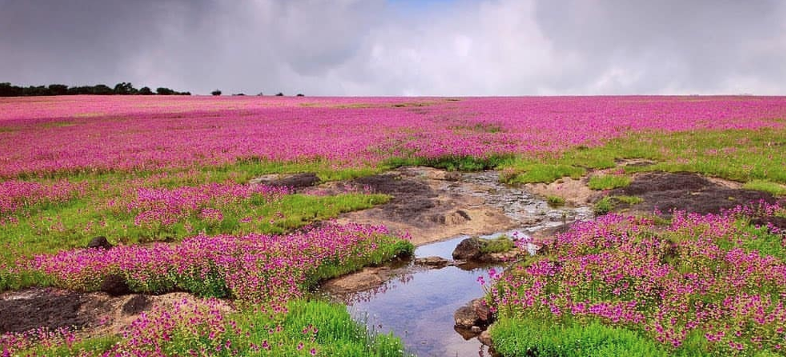 kaas plateau