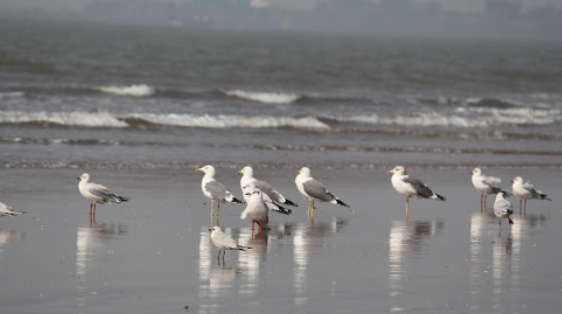 Akshi Beach