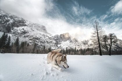 Pet-Friendly Dhaba Stops on the Delhi–Manali Highway