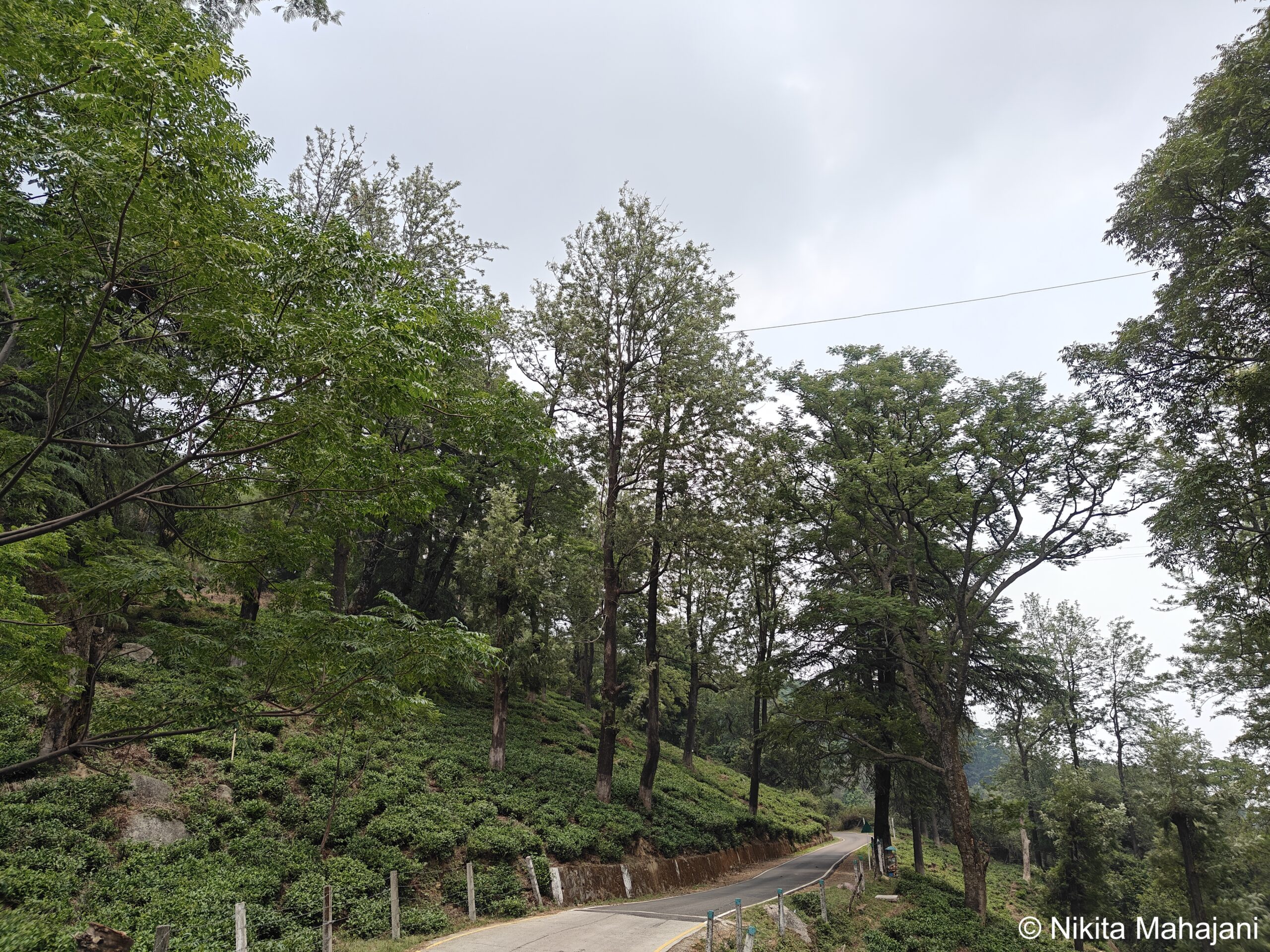 Maan Tea Garden, Dharamshala.