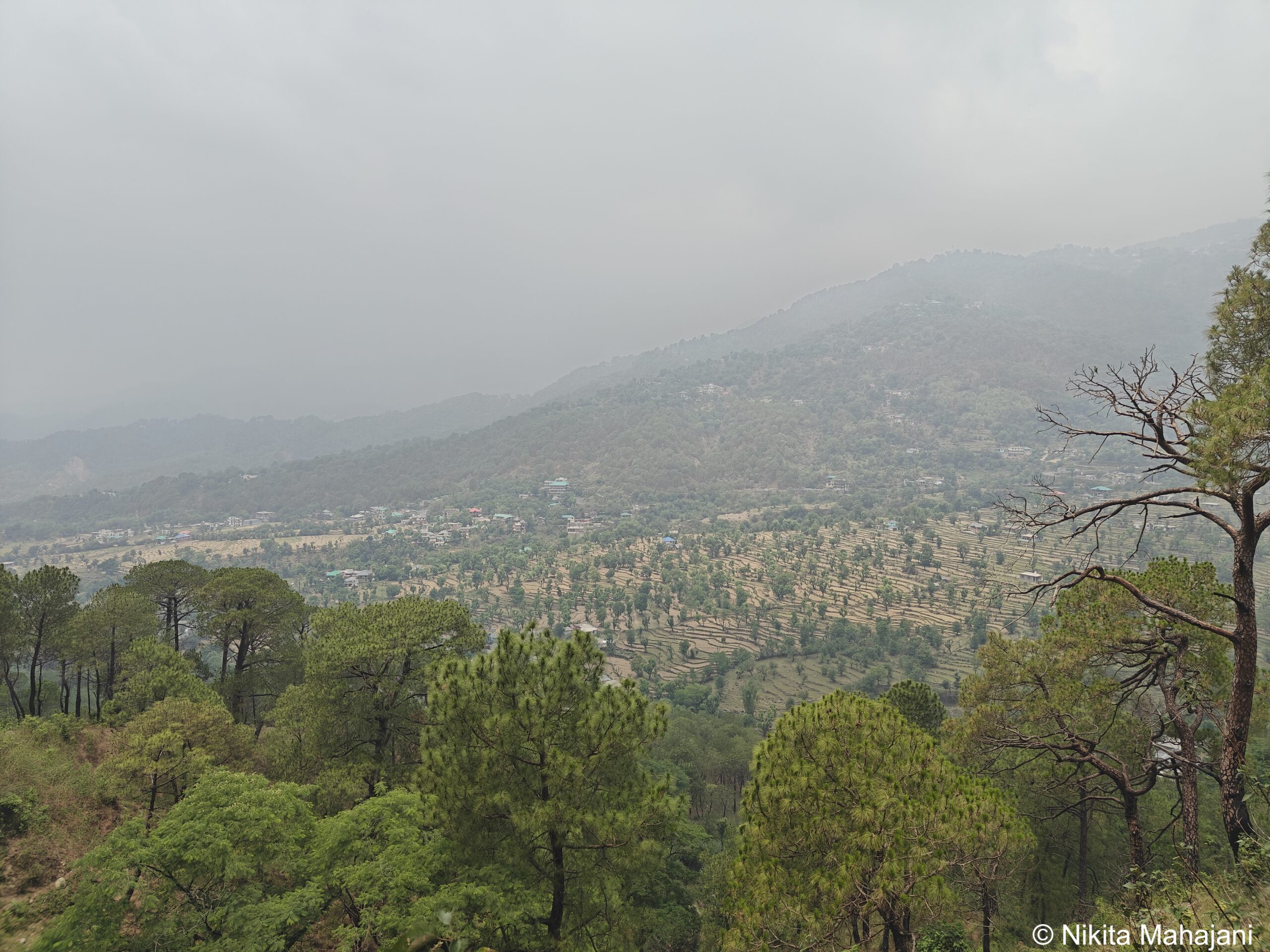 Maan Tea Garden, Dharamshala.