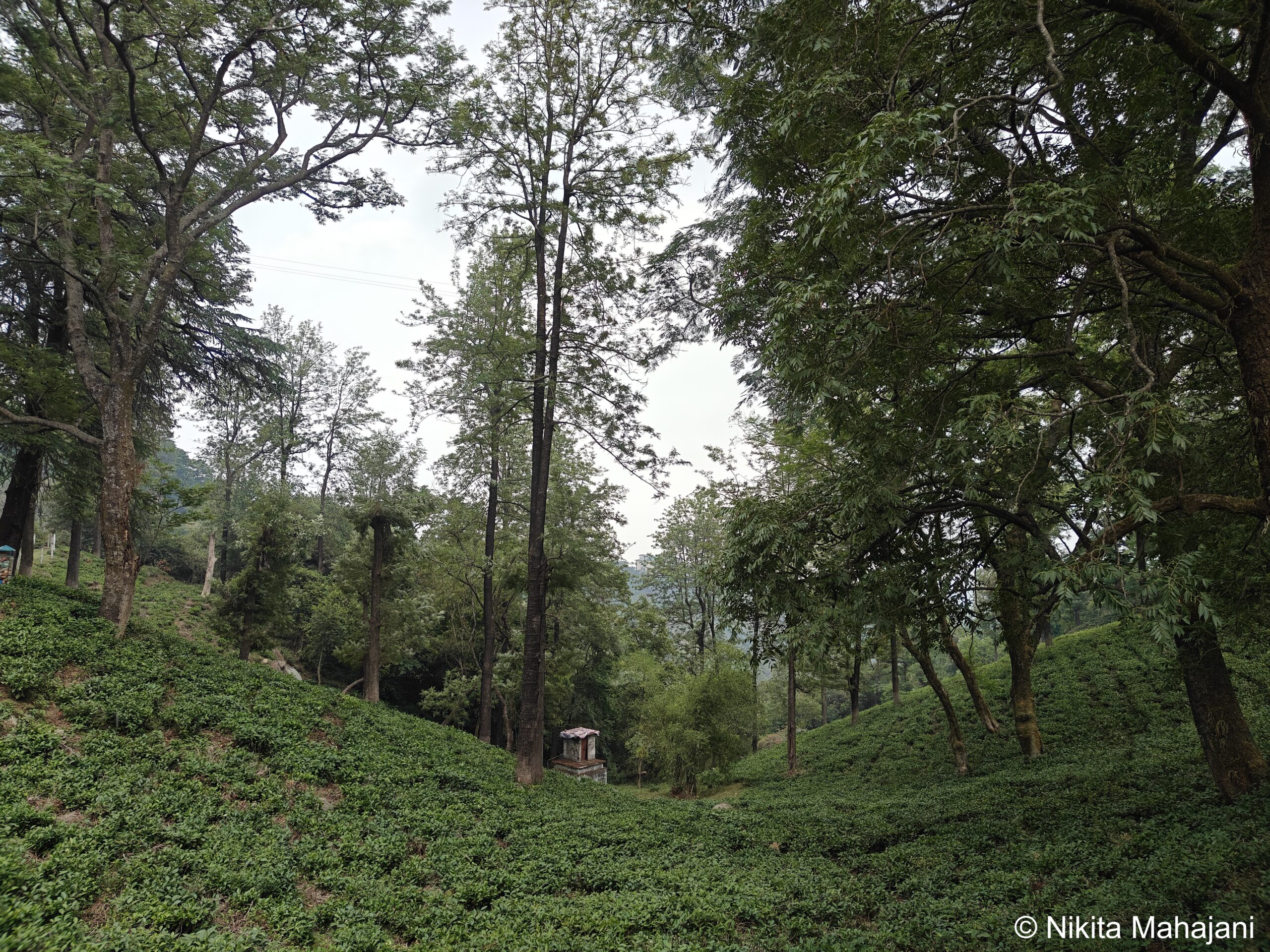 Maan Tea Garden, Dharamshala.