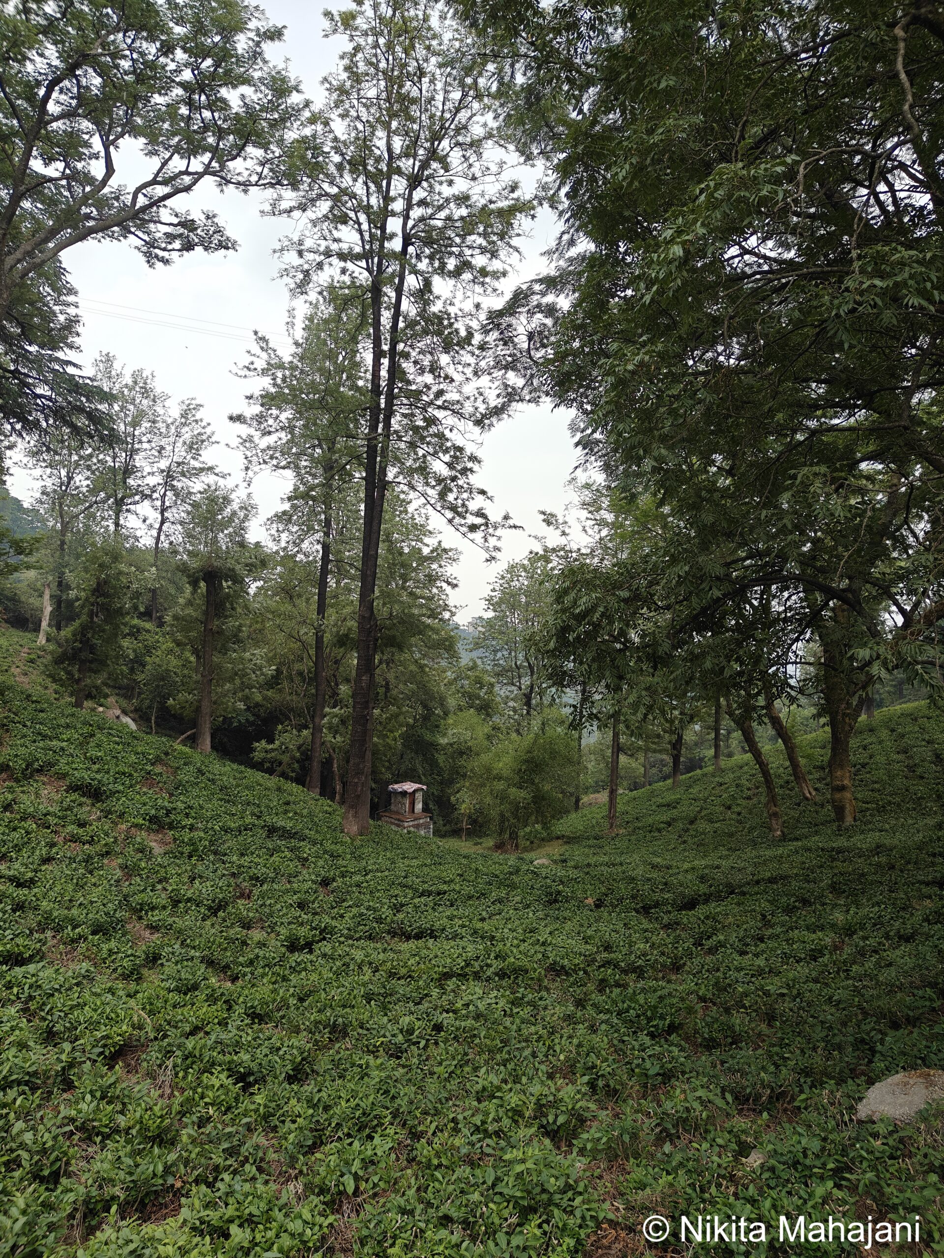 Maan Tea Garden, Dharamshala.