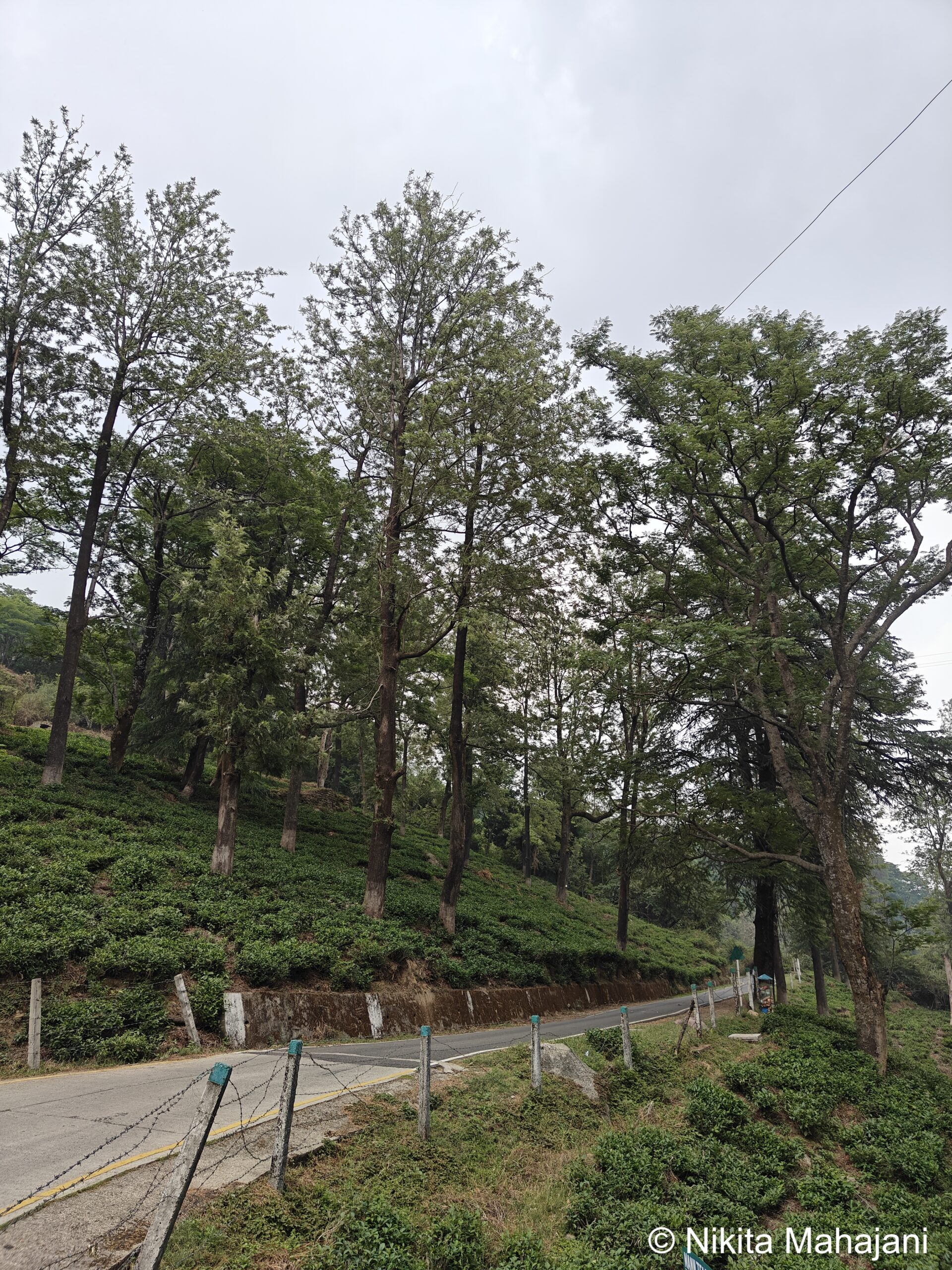 Maan Tea Garden, Dharamshala.